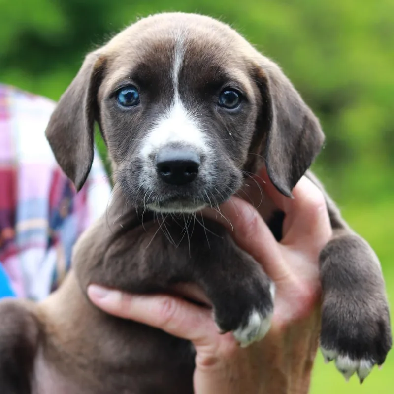 A baby medium-sized female Brown / Chocolate Catahoula Leopard Dog dog named Ct Porcini Avail May for adoption in Stormville, NY