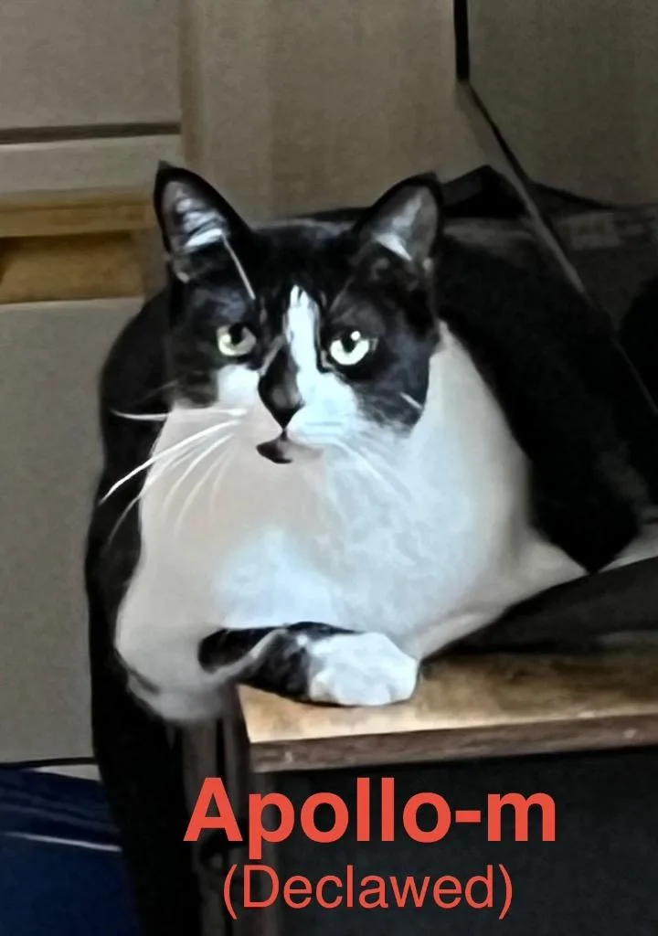 Apollo