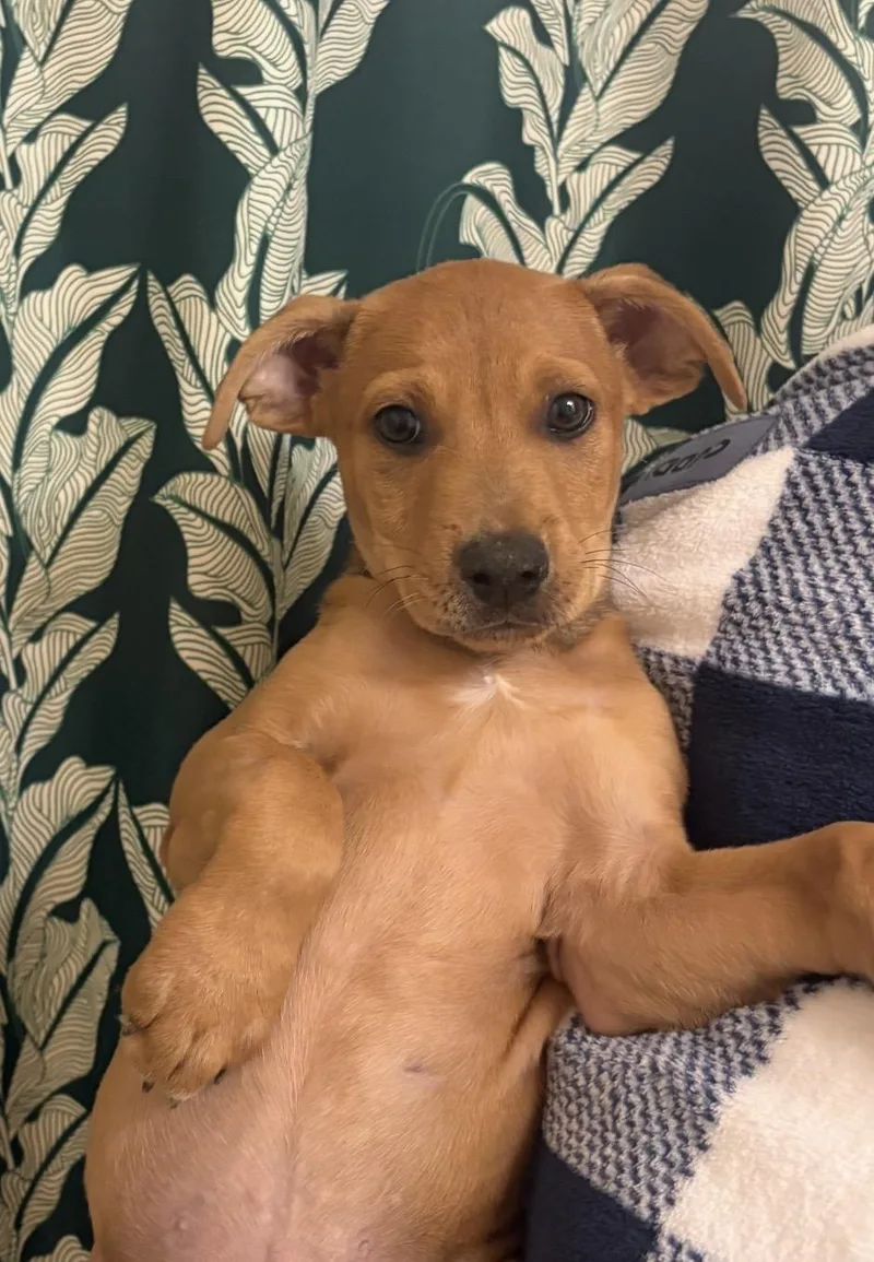 A baby small-sized male Golden Chihuahua dog named Miles for adoption in Palm springs, FL