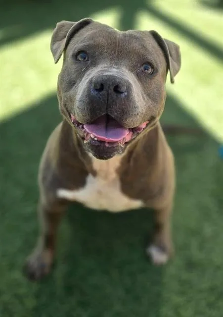 An adult large-sized male Mixed Breed dog named Sir Wigglebean for adoption in Columbia, SC