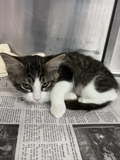 A baby small-sized female Domestic Short Hair cat named Tomato for adoption in Houston, TX