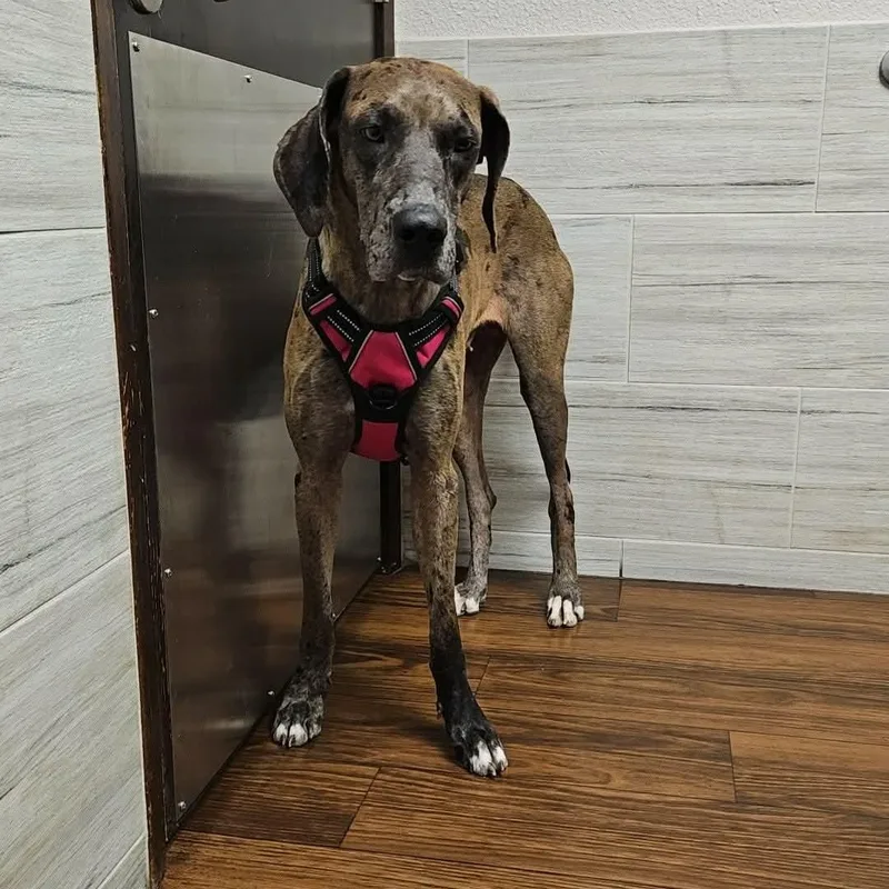 An adult large-sized female Brindle Great Dane dog named Astra for adoption in Bullard, TX