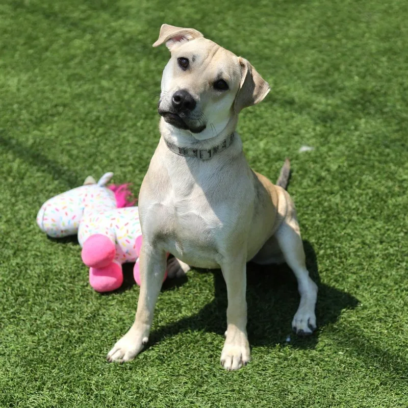 A young medium-sized male Mixed Breed dog named Cooper for adoption in Evansville, IN