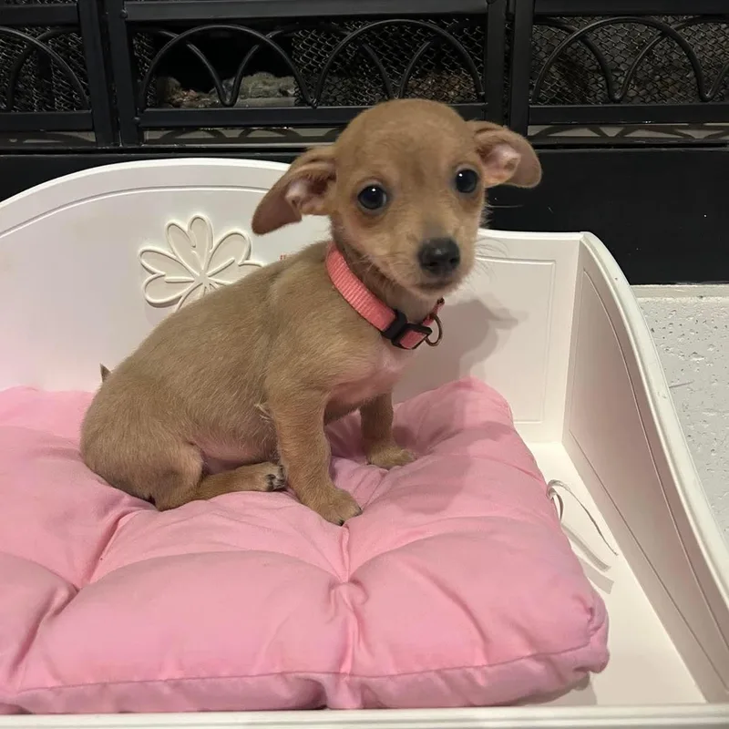 A baby small-sized female Yellow / Tan / Blond / Fawn Chihuahua dog named Eclipse for adoption in Fort Worth, TX