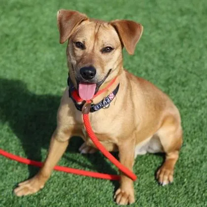 An adult medium-sized male Brown / Chocolate Mixed Breed dog named River for adoption in Atlanta, GA