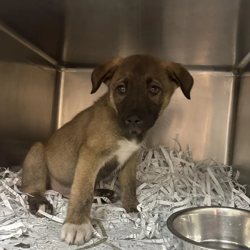 A young medium-sized male Yellow / Tan / Blond / Fawn Belgian Shepherd / Malinois dog named Hopper for adoption in Lakeland, FL