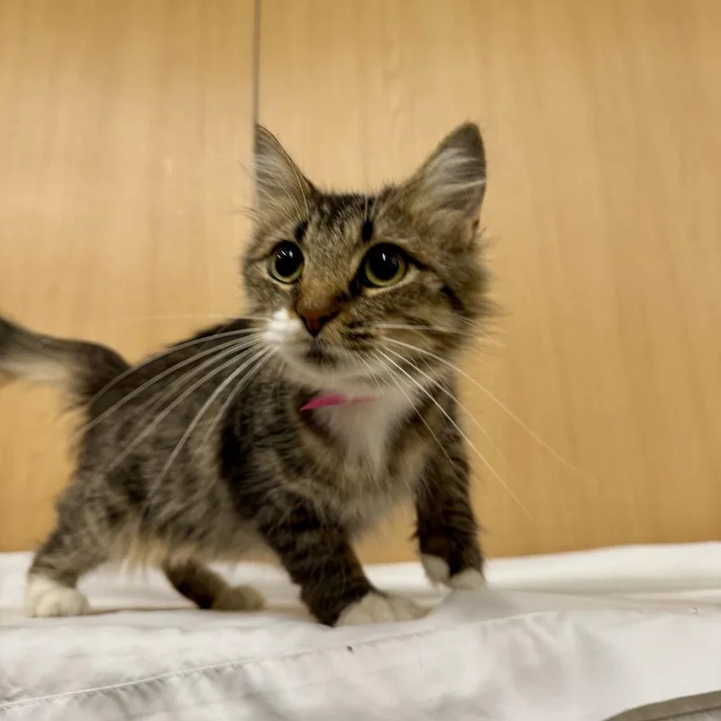 A young medium-sized female Domestic Medium Hair cat named Lucky for adoption in Saint Louis, MO