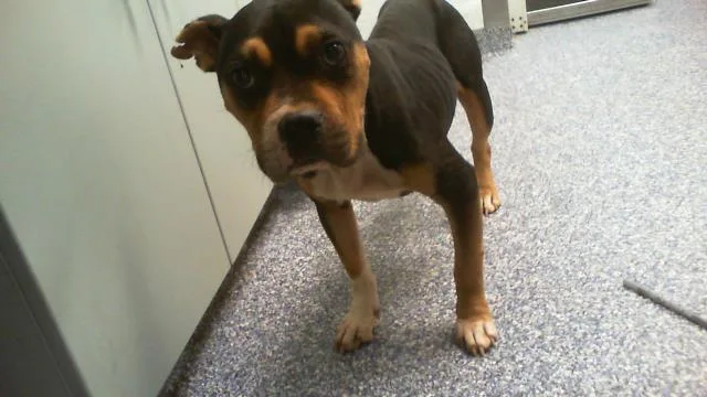 A young medium-sized male American Staffordshire Terrier dog named Kristoff for adoption in Charlotte, NC