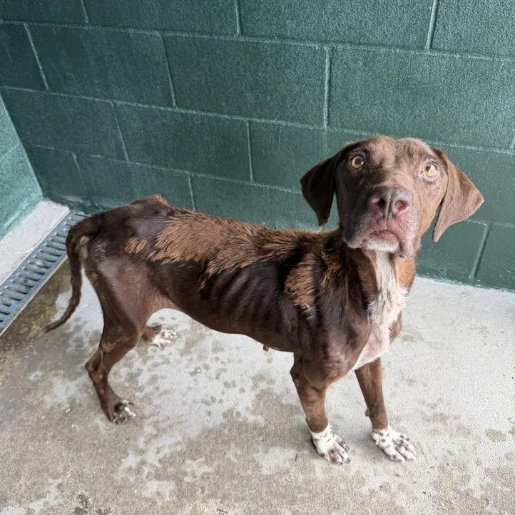 An adult medium-sized female Brown / Chocolate German Shorthaired Pointer dog named Coco Puffs for adoption in Carencro, LA