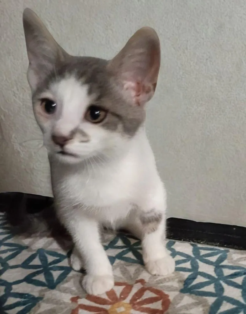 A baby small-sized male Gray & White American Shorthair cat named Snow for adoption in Union City, NJ