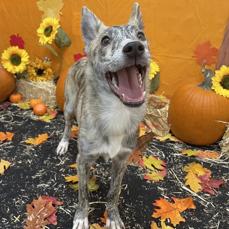 A young medium-sized male Cattle Dog dog named Tamas for adoption in Austin, TX