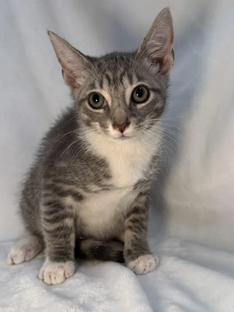 A baby medium-sized male Tabby (Gray / Blue / Silver) Domestic Short Hair cat named Rex for adoption in Greensboro, NC