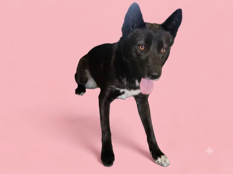 A young medium-sized female Husky dog named Nala for adoption in Los Angeles, CA
