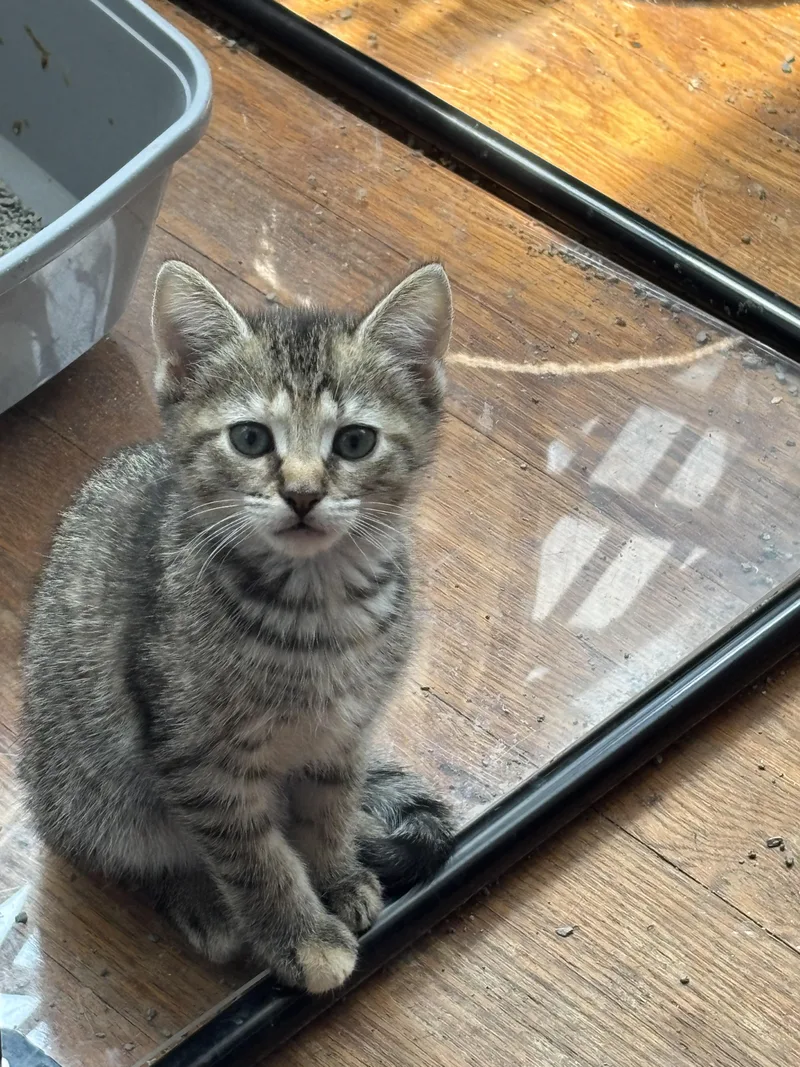 A baby small-sized female Domestic Short Hair cat named Nymeria for adoption in Bethel Park, PA