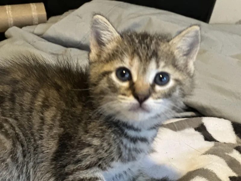 Nymeria thumbnail 2