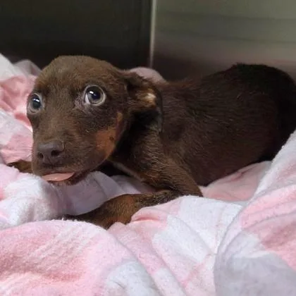 An adult medium-sized male Mixed Breed dog named Eeyore for adoption in Merriam, KS