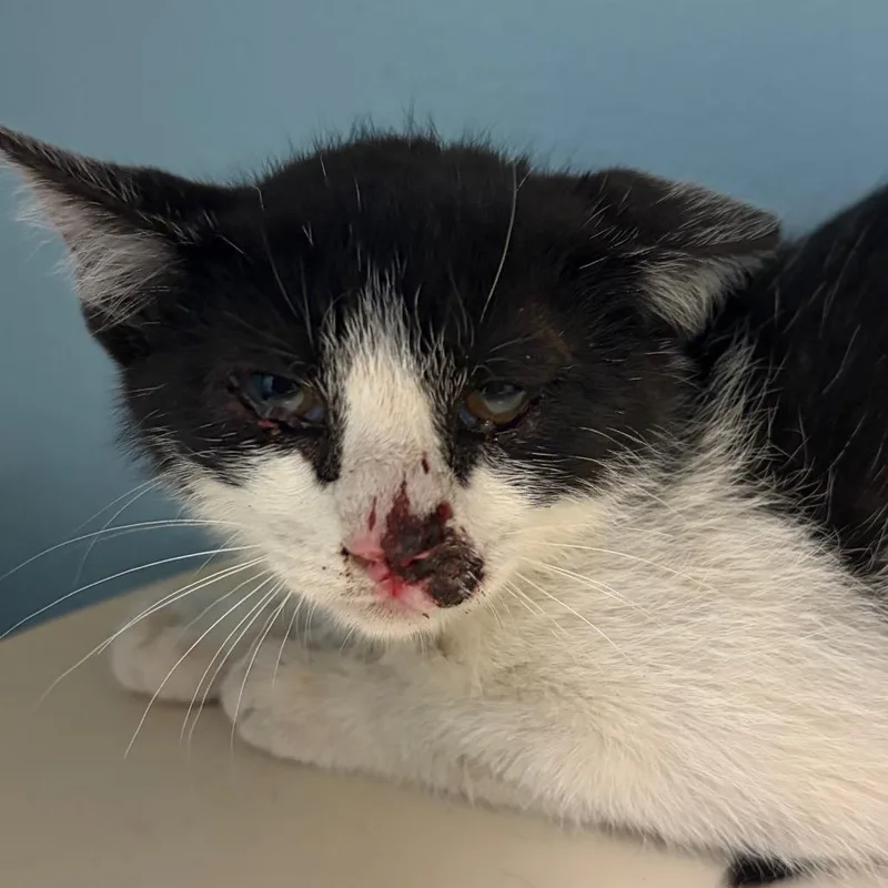 A baby small-sized female White Domestic Short Hair cat named Sushi for adoption in Chattanooga, TN