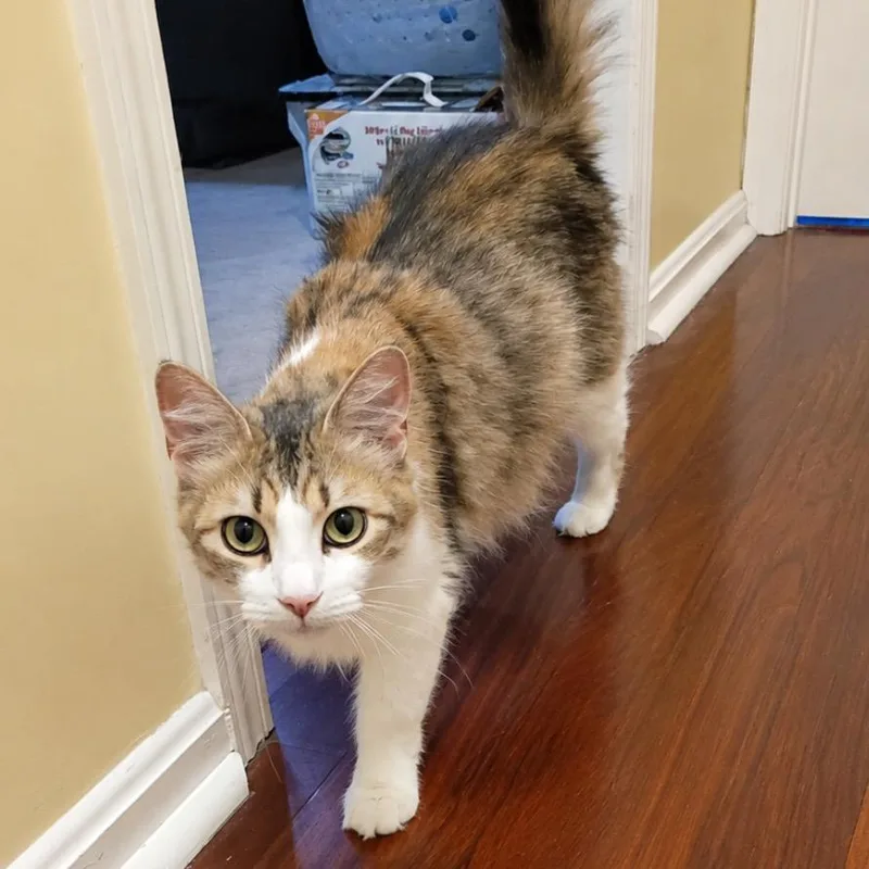 Virginia