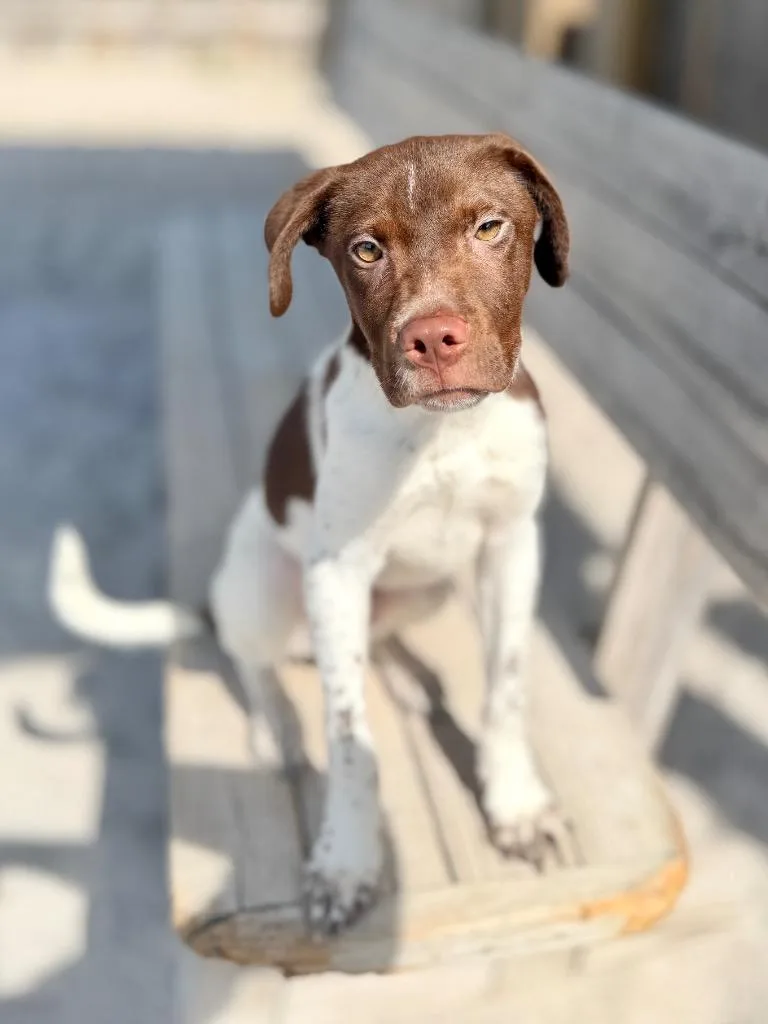 A baby small-sized male German Shorthaired Pointer dog named Carl for adoption in Muskegon, MI