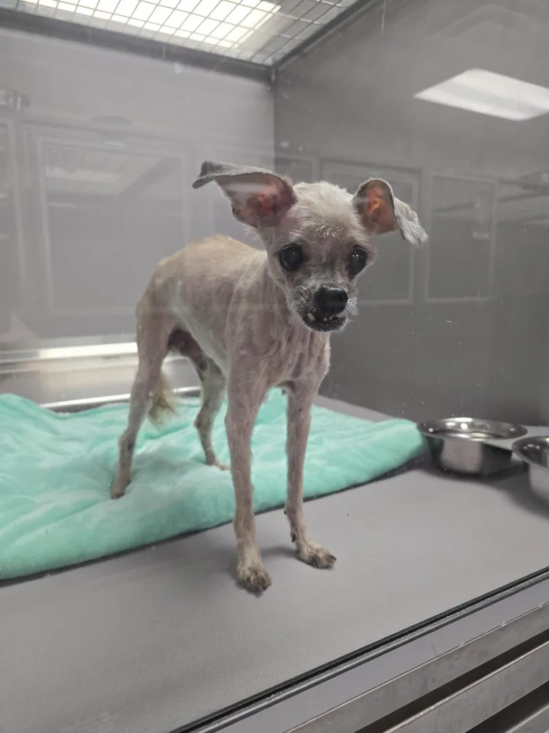 A senior small-sized male Poodle dog named Jimmy for adoption in Allen, TX