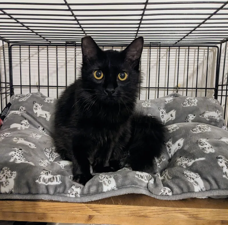 Alexander thumbnail 2