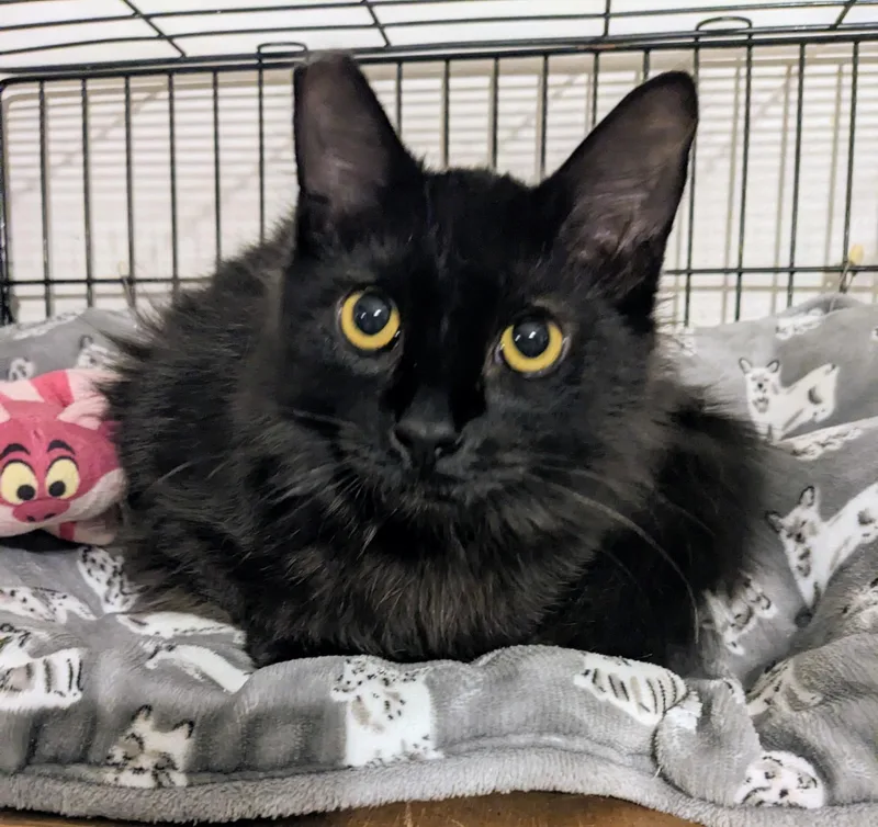 Alexander thumbnail 3