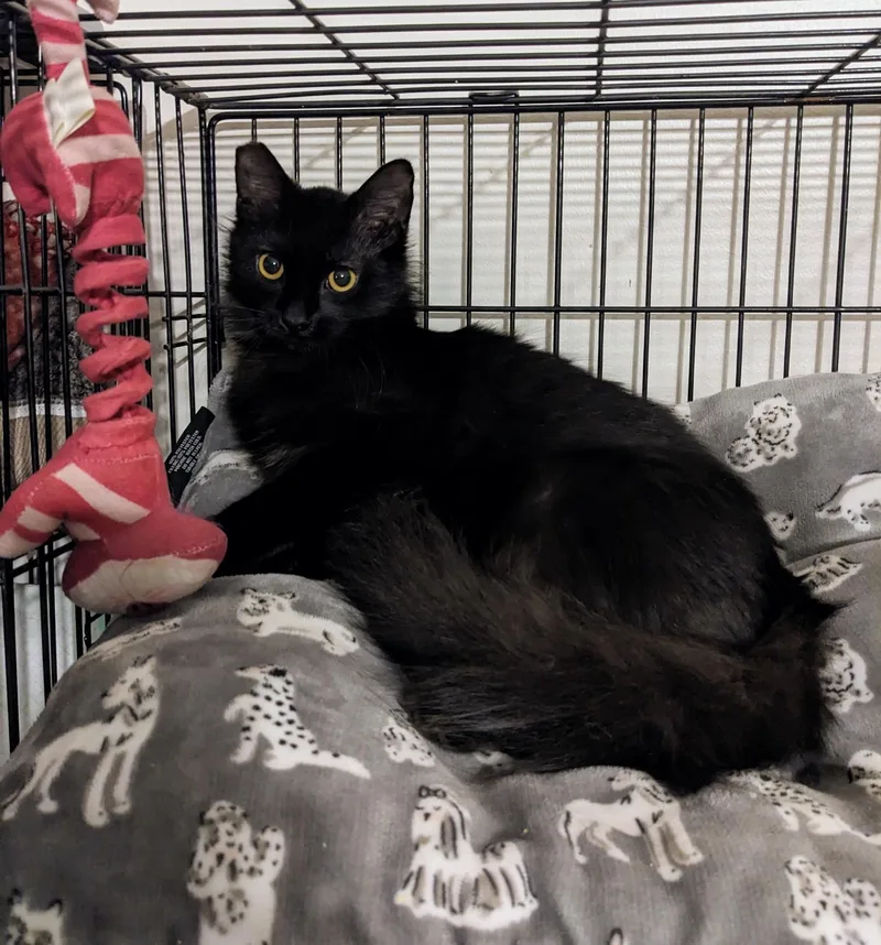 Alexander thumbnail 4