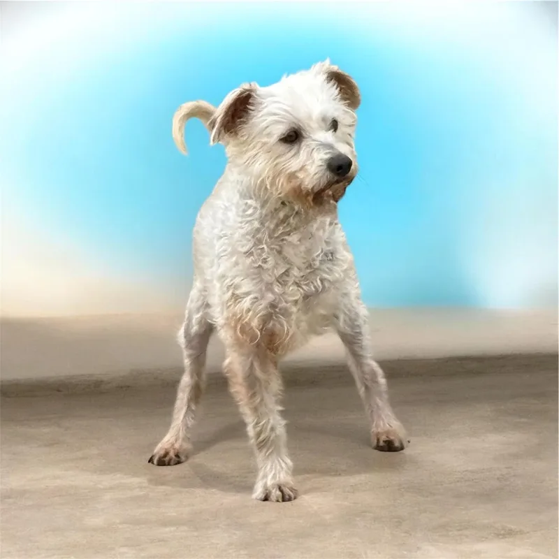 An adult small-sized male Schnauzer dog named Salty for adoption in Nerstrand, MN