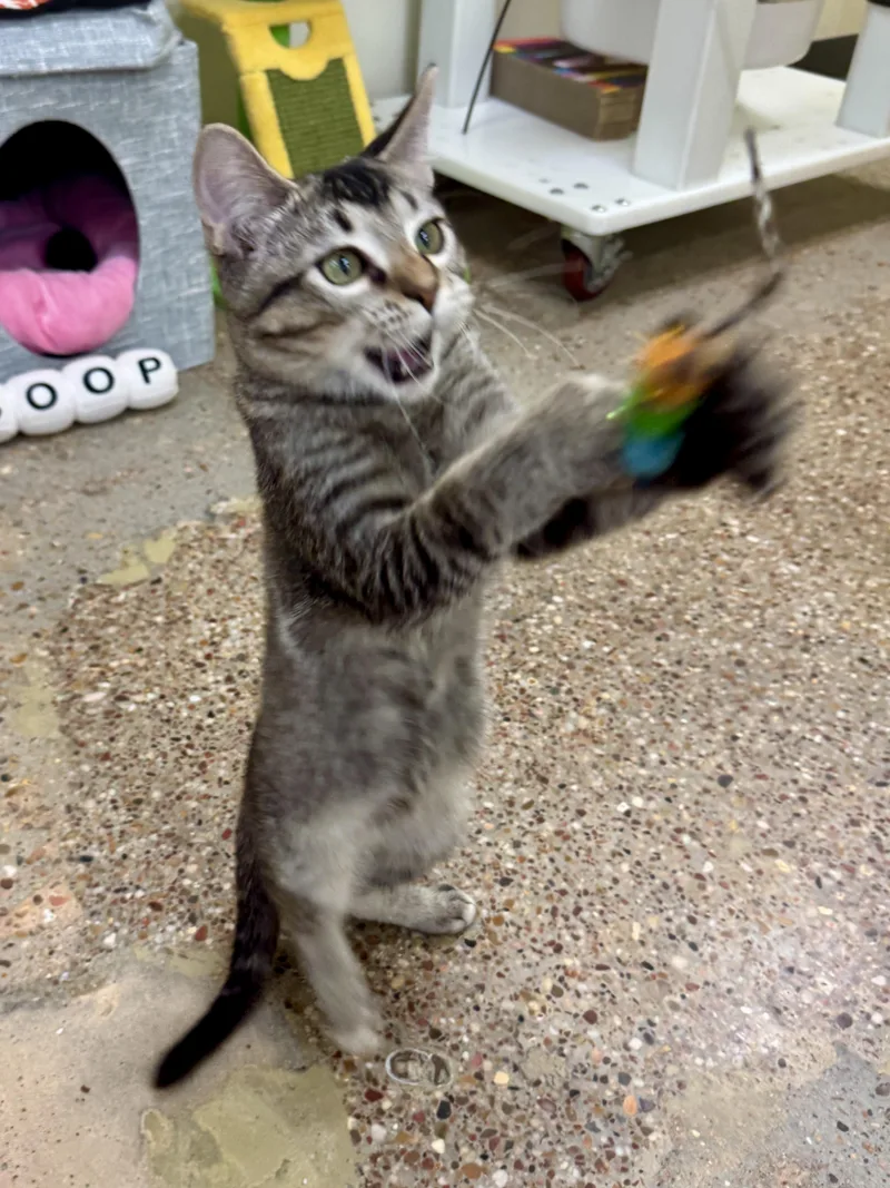 A baby small-sized male Domestic Short Hair cat named George for adoption in Houston, TX