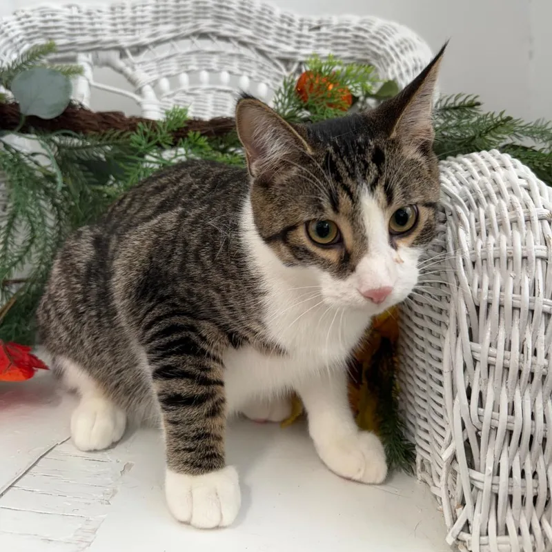 A young small-sized male Gray / Blue / Silver Domestic Short Hair cat named San Benito for adoption in Eaton Rapids, MI