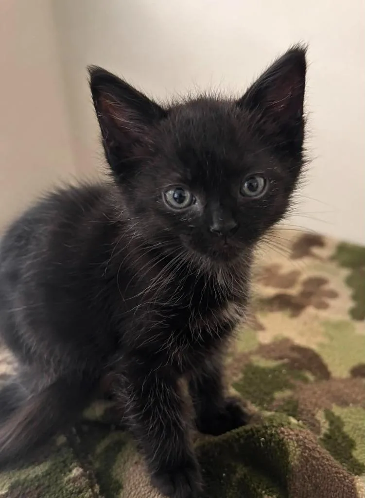 A baby large-sized female Domestic Short Hair cat named Rose for adoption in Columbia, TN