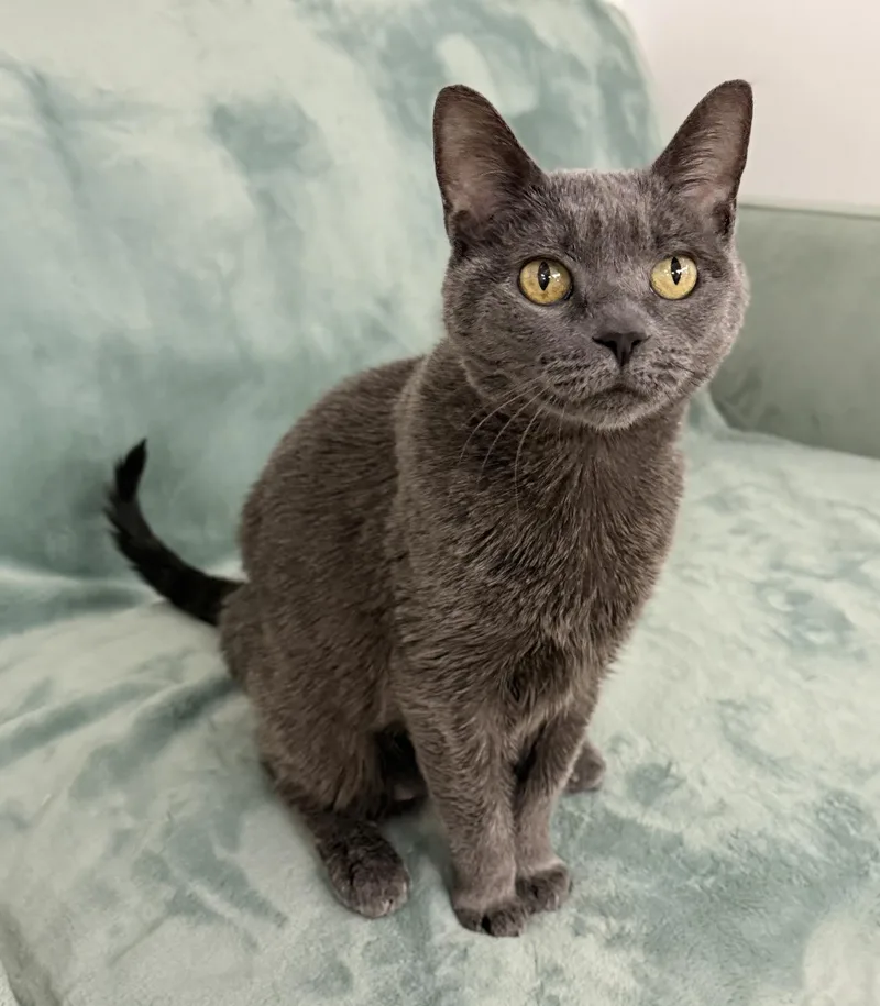 An adult medium-sized female Gray / Blue / Silver Domestic Short Hair cat named Dove. for adoption in Long Beach, NY