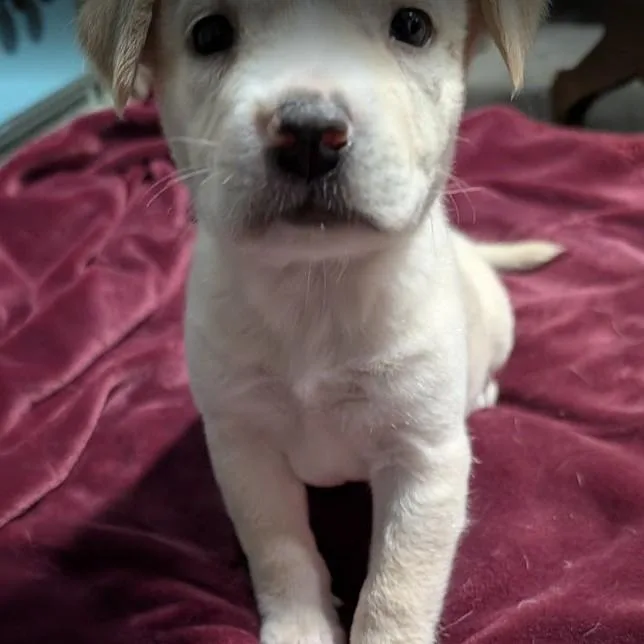 A baby medium-sized male Yellow / Tan / Blond / Fawn Mixed Breed dog named Khonsu for adoption in Chicago, IL