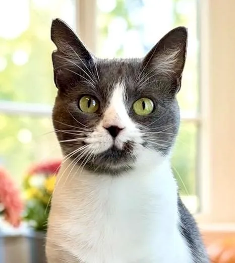 A young small-sized female Gray / Blue / Silver Domestic Short Hair cat named Sasha for adoption in Perry, IA