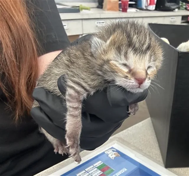 A baby medium-sized female Domestic Short Hair cat named Buttercup for adoption in Dallas, TX