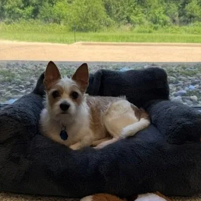 An adult small-sized male White / Cream Jack Russell Terrier dog named Douglas for adoption in Tyler, TX