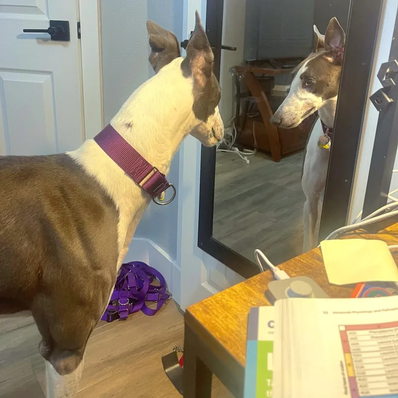 An adult large-sized male Greyhound dog named Sebastian for adoption in Tarpon Springs, FL
