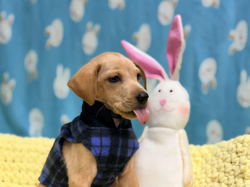 Mint The Lab Mix thumbnail 2