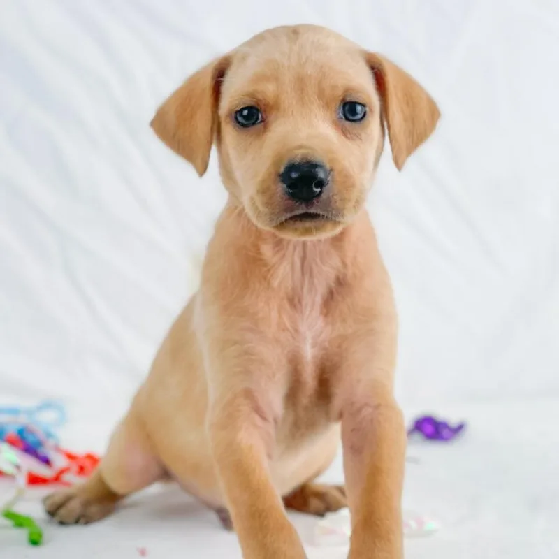 Mint The Lab Mix thumbnail 3