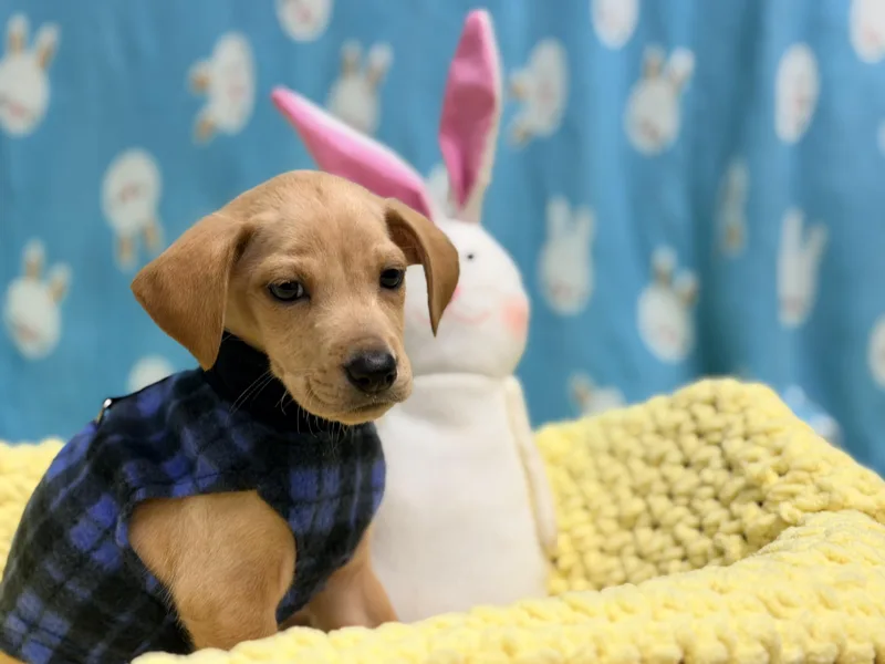 Mint The Lab Mix thumbnail 4