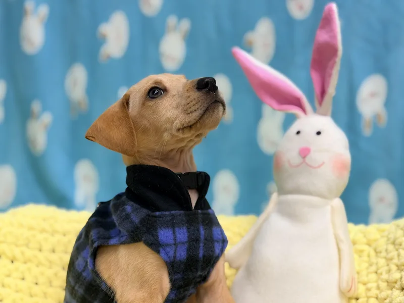 Mint The Lab Mix thumbnail 6