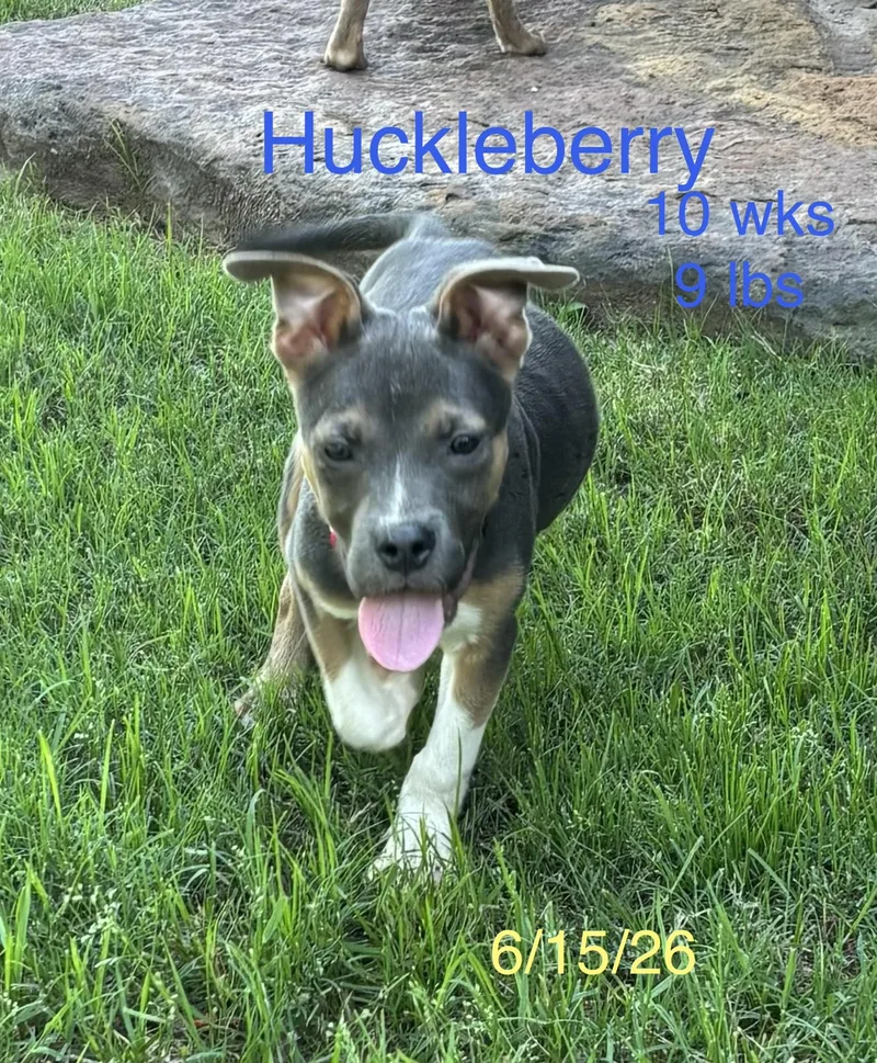 Huckleberry