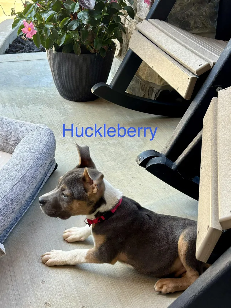 Huckleberry thumbnail 3