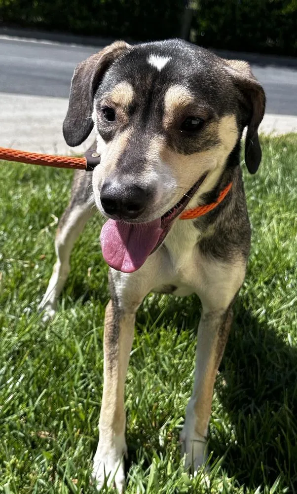 Delphinia thumbnail 2