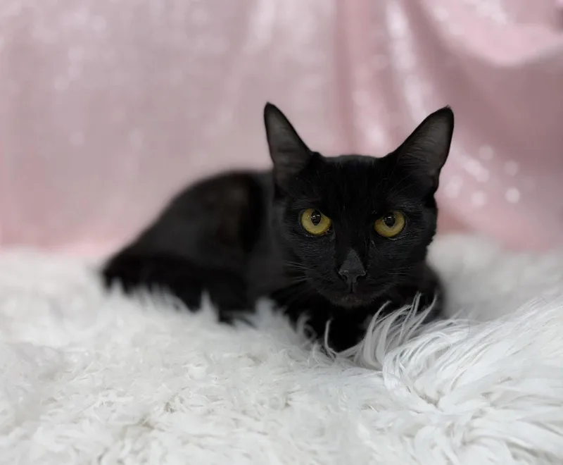 An adult medium-sized female Black Domestic Short Hair cat named Shelby for adoption in Clarkesville, GA