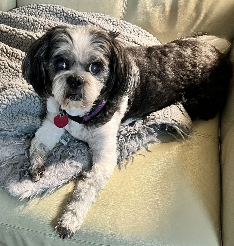 Princess thumbnail 2