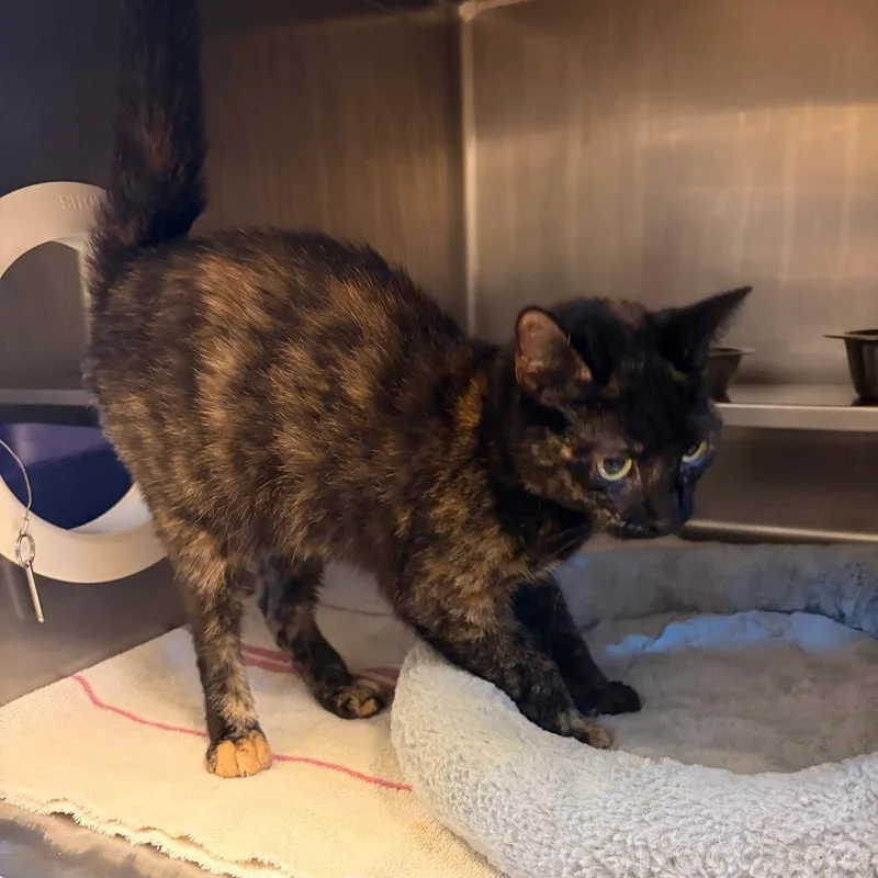 A young small-sized female Domestic Short Hair cat named Hazelnut for adoption in Bristol, IN