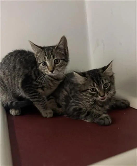 A baby medium-sized female Domestic Long Hair cat named Copley for adoption in Boston, MA