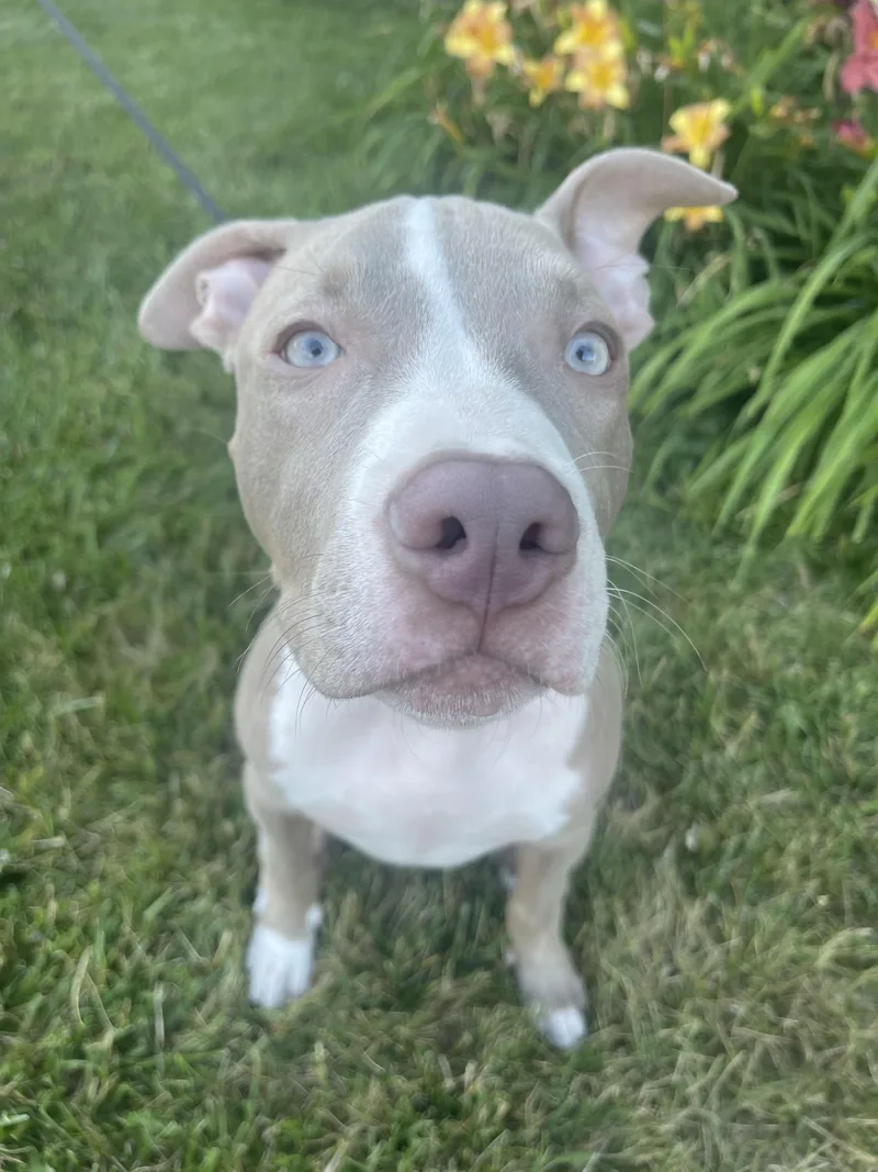 A young medium-sized male Yellow / Tan / Blond / Fawn Mixed Breed dog named Tazz for adoption in Kenosha, WI