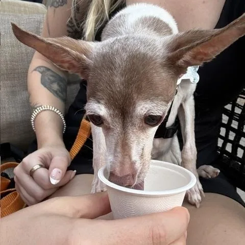A senior small-sized female White / Cream Toy Fox Terrier dog named Bambi for adoption in Holland, MI